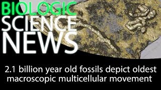Science News - 2.1 billion year old fossils depict oldest macroscopic multicellular movement 2