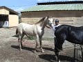 video Caballo Cubriendo Yeguas por primera vez (818)335 2735 Yeguadaherrera.com
