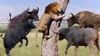 LIVE: Discovery Wild Animals - Moments Lion Are Defeated By Buffalo - Wild Animal Documentary 2019