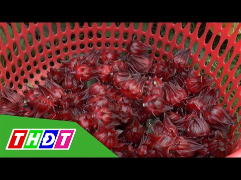 Cách làm trà từ hạt atiso đỏ