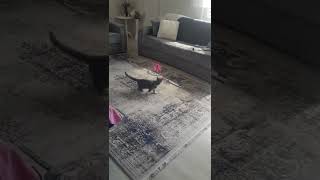 Sultan Ve Ucan Peri