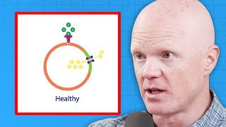 How To Quickly Reverse Insulin Resistance Dr. Ben Bikman