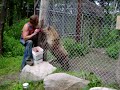 laughing hyena