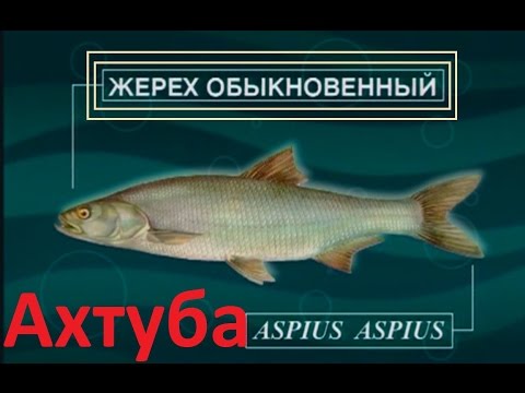 голавль 140 видео голавль 140 видео
