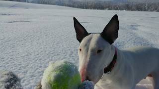 Bull Terrier Luna - 1St Time On Snow
