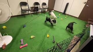 Aussie Lab Mix Puppies