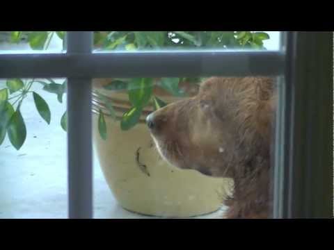 Sarah McLachlan ASPCA Commercial Spoof