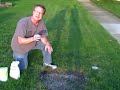 grass