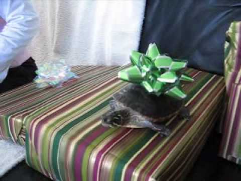 funny christmas videos. Funny Christmas Turtle
