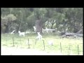 Goat Hunting 2009 part 2.m4v