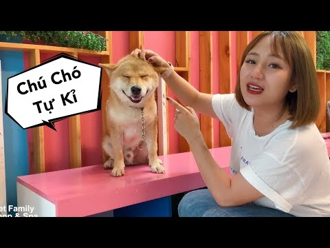 Vàng Ngày Đầu Ở Mật Pet : Cách Làm Quen Với Chó Bị Tự Kỉ - Thương Em