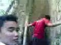 image Pohon Terbesar Yang Menyimpan Misteri