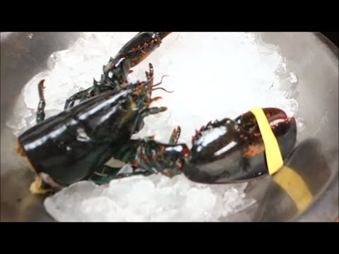 Graphic: Live Maine Lobster For Sushi Roll Part 2 - How To Make Sushi Series