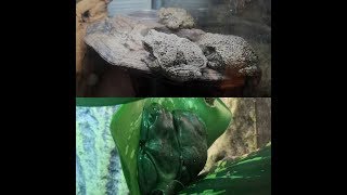 Frog Forests: The Gray Army and The Dumpy Family