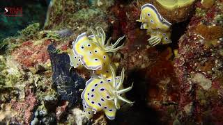 3 TWIN CHROMODORIDS 22042022 LA PLAGE