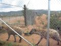 Laughing Hyenas Out of Africa Sedona AZ Aug 08 059.avi