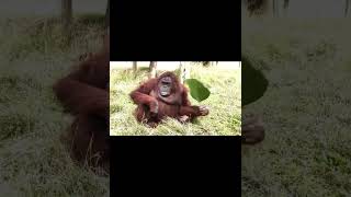 Smart Orangutan Fans Itself.