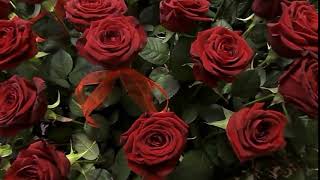 Футаж Красные Розы