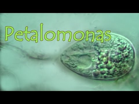 Header of petalomonas