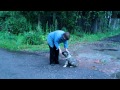 Дрессировка щенка кавказской овчарки - 