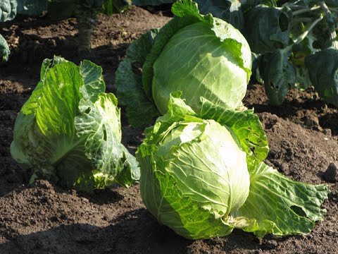Рожь сидерат посадка Рожь сидерат посадка