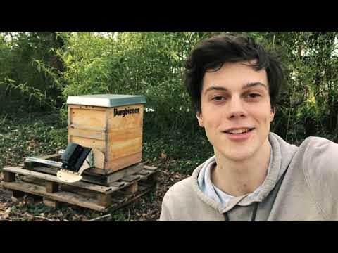 APIC.AI rettet Bienen mit KI APIC.AI rettet Bienen mit KI
