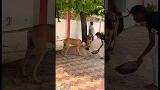 Great Dane Stud In Varanasi