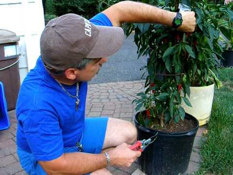 HOW TO GROW LOADS OF CHILI PEPPERS and FIGS IN  HOT POTS