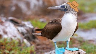 Animal Facts: Blue-Footed Booby