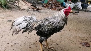 Ayam Ratu Kurik