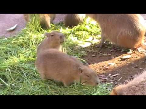 青草を無心で食べるカピバラさん [Capybara]