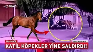 Katil Köpekler Yine Saldırdı