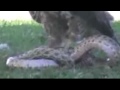 Eagle Vs Snake Fight 2 images Eagle Vs Snake Fight 2