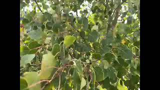 Tree3
