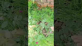 Uprooting Young Rose Bush To Pot For Home Decor 06.03 Enjoy Rural Life & Nature