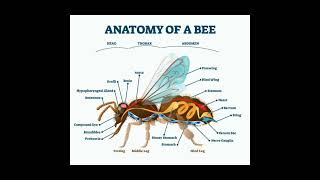 Anatomy Of A Bee