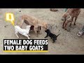 Bizarre yet Adorable: Female Dog Feeds Two Hungry Baby Goats | The Quint