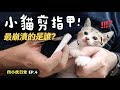 【黃阿瑪的後宮生活】小貓剪指甲!最崩潰的是誰?四小虎日常EP.4