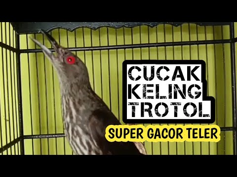 cucak keling trotol gacor teler