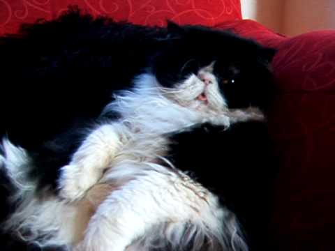 funny cats video. Funny cat video - Persian cat