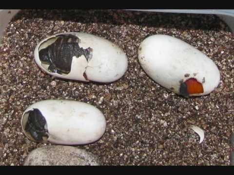 goldfish eggs how long to hatch. Hatching baby box turtles