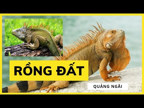 THÚ CƯNG KỲ TÔM (shrimp period) KỲ ĐÀ iguana (RỒNG ĐẤT/earth dragon) SINH SỐNG VEN SÔNG Ở QUẢNG NGÃI
