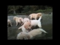 golden retreiver