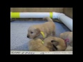 golden retreiver