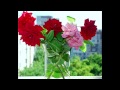 Video Севастопольские розы