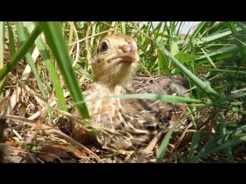Raising Quail Organically for eggs. Comment élever les cailles bio.Cómo criar codornices orgánico Raising Quail Organically for eggs. Comment élever les cailles bio.Cómo criar codornices orgánico