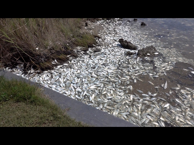 Massive Fish Kill - Video