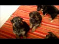 pastore 動画1a