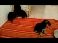 pastore 動画1b