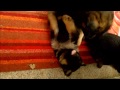 pastore 動画1c